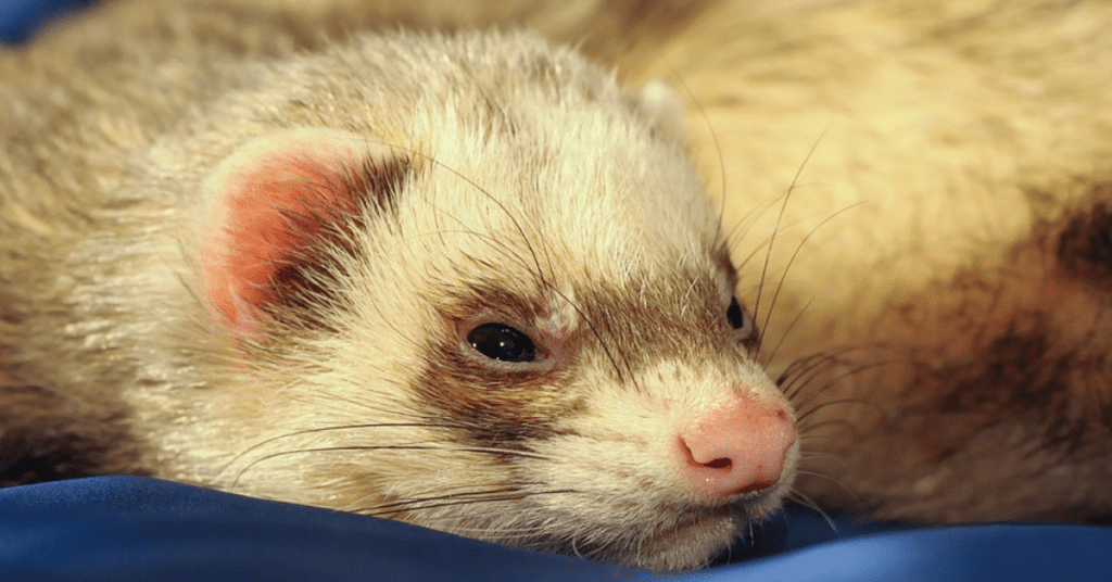 Are Ferrets Legal In Nevada? Latest Information (2022) - Small Pet Support