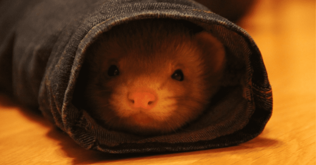 9 Reasons Ferrets Are High Maintenance Pets - Small Pet Support