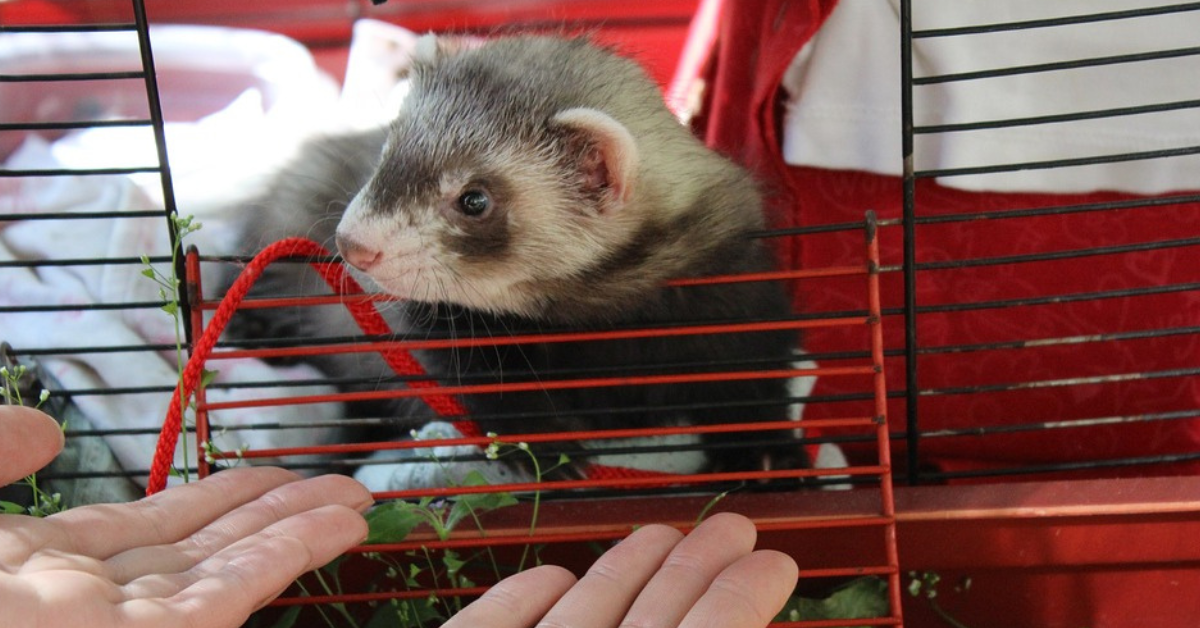 9 Reasons Ferrets Are High Maintenance Pets - Small Pet Support